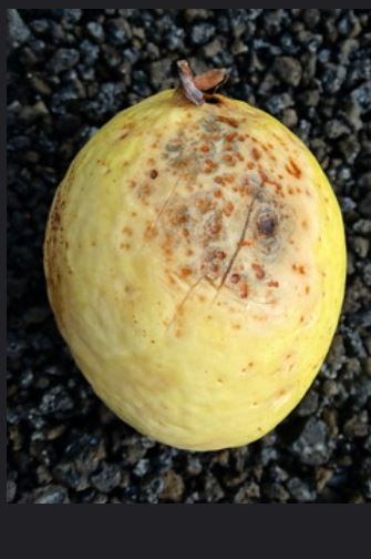 pests of guava