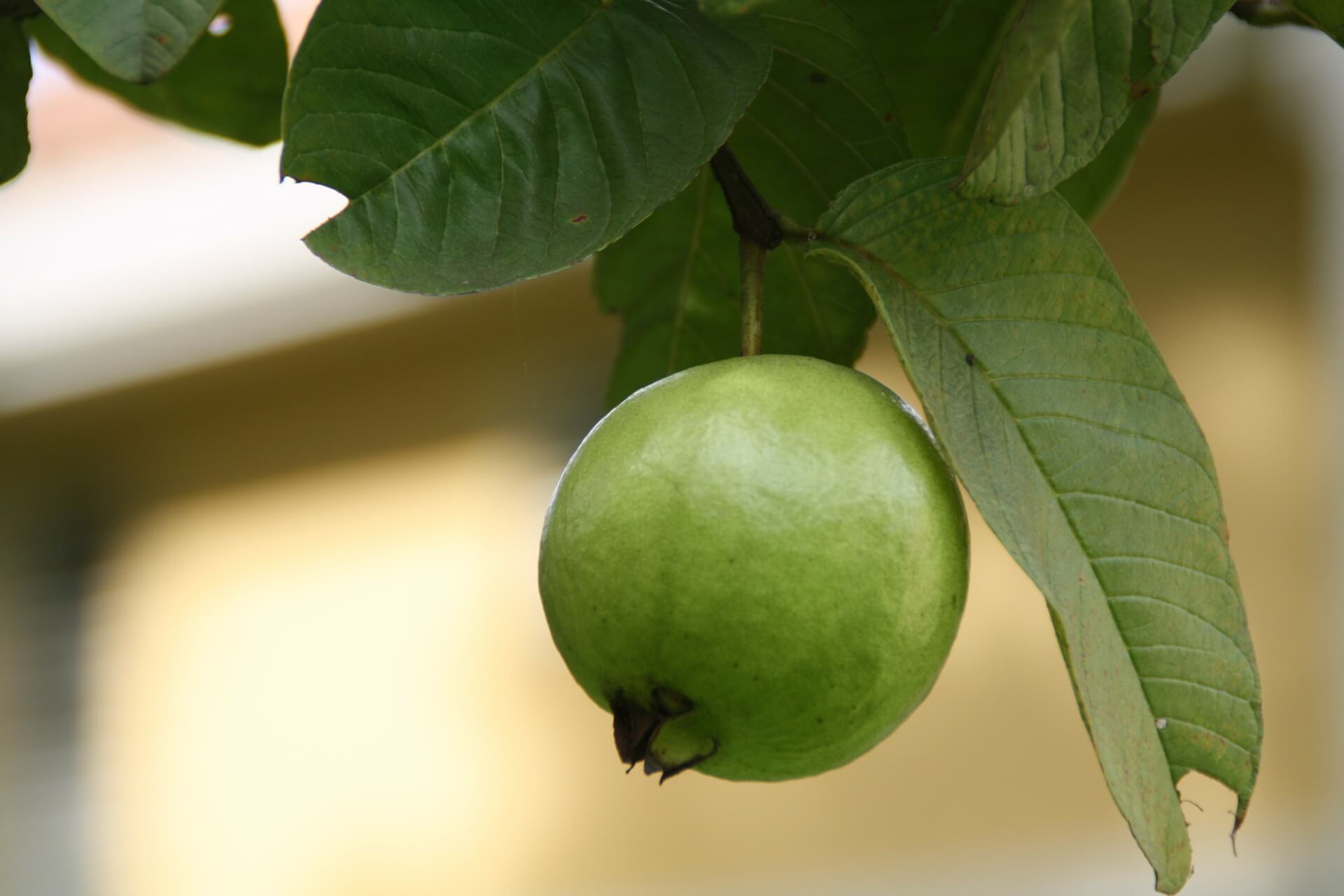 Friss guava levelek a fogyáshoz