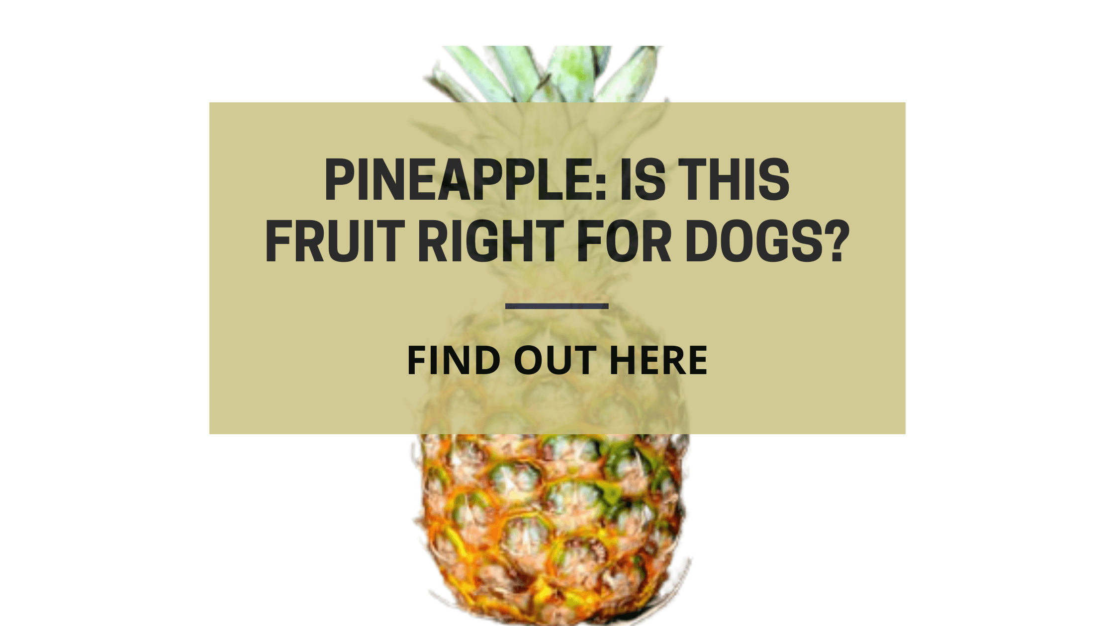 can dogs eat pineapple edited