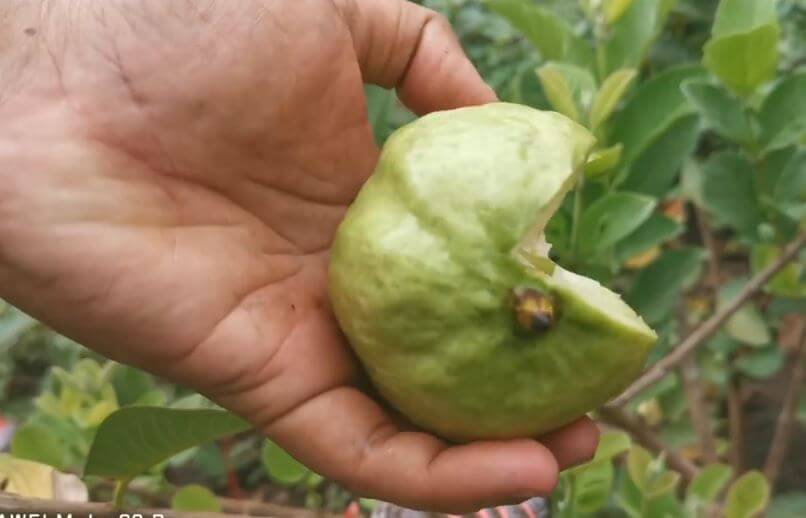 seedless guava variety