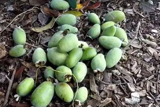 pineapple guava fertilizer
