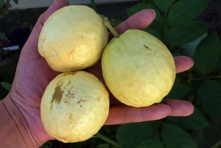 origin of guava