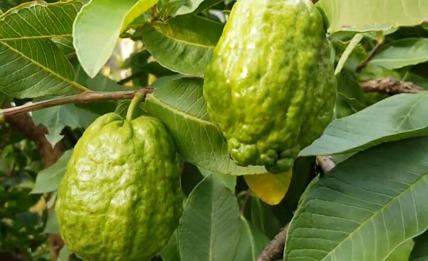 Guava Leaves And Ovulation