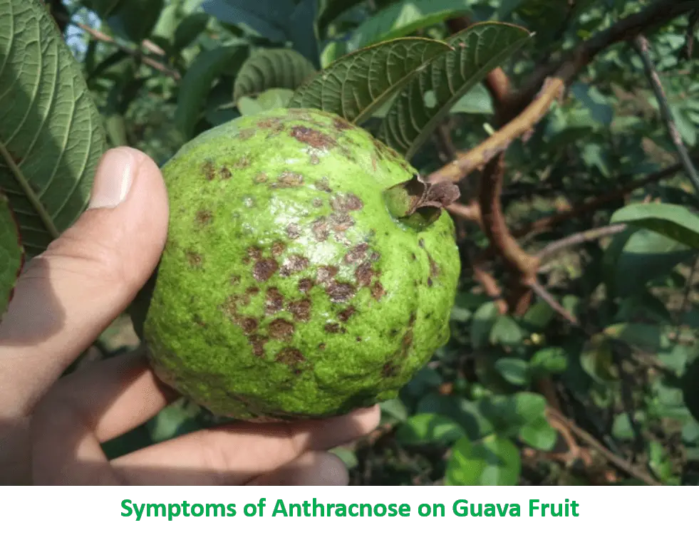 anthracnose diseases of guava treatment