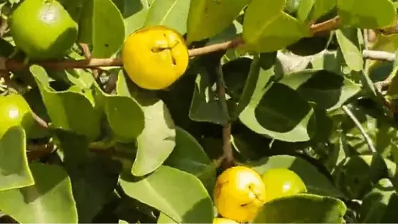 Guava leaf tea with honey benefits